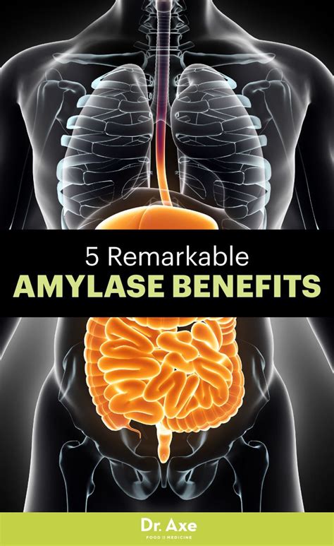 The Importance of Amylase in Preventing Nutrient Deficiencies